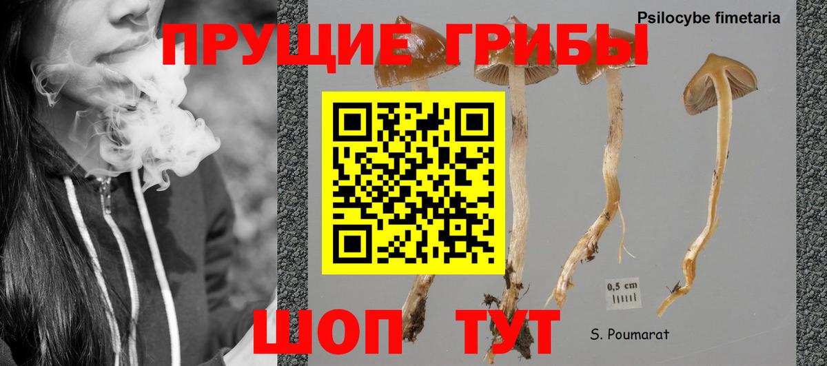 Псилоцибиновые грибы мицелий Пушкино
